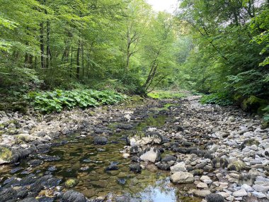 Kupica Nehri 'nin akışı, Karst Dağı pınarının tam altında (Tok rijeke Kupice neposredno pod goranskim krskim vrelom, Mala Lesnica - Gorski kotar, Hrvatska)