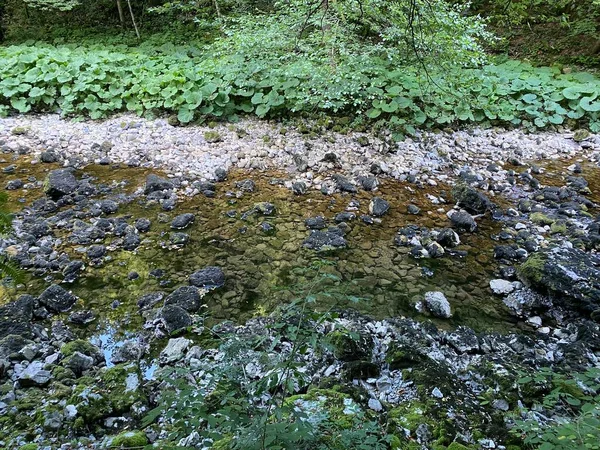 Banan Floden Kupica Direkt Nedanför Berget Karst Våren Tok Rijeke — Stockfoto