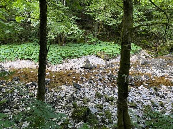 Corso Del Fiume Kupica Direttamente Sotto Sorgente Carsica Montagna Tok — Foto Stock