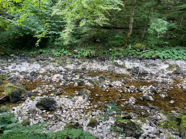 Der Lauf Des Flusses Kupica Direkt Unter Der Karstquelle Tok — Stockfoto