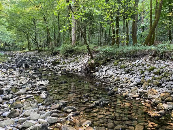 Cours Rivière Kupica Juste Dessous Source Karstique Montagne Tok Rijeke — Photo