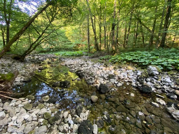 Przebieg Rzeki Kupica Bezpośrednio Pod Górskim Źródłem Krasowym Tok Rijeke — Zdjęcie stockowe