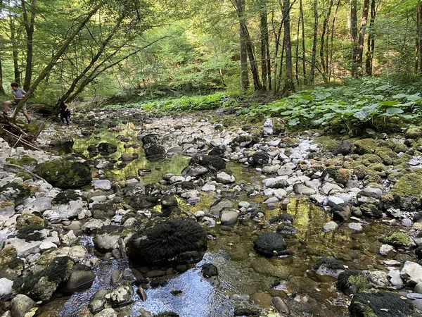 Kupica Nehri 'nin akışı, Karst Dağı pınarının tam altında (Tok rijeke Kupice neposredno pod goranskim krskim vrelom, Mala Lesnica - Gorski kotar, Hrvatska)