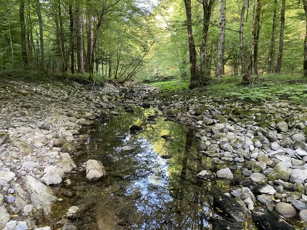 Kupica Nehri 'nin akışı, Karst Dağı pınarının tam altında (Tok rijeke Kupice neposredno pod goranskim krskim vrelom, Mala Lesnica - Gorski kotar, Hrvatska)