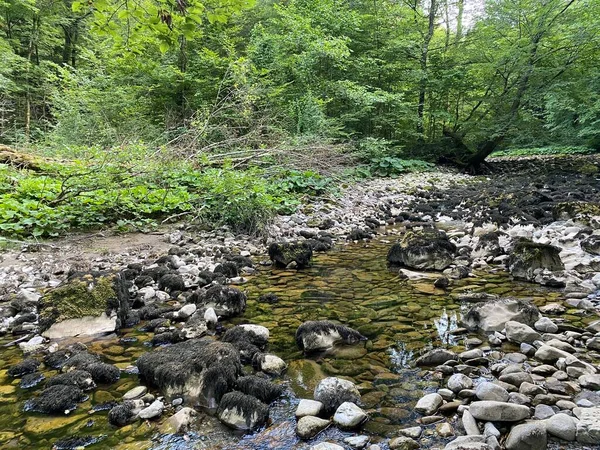 Przebieg Rzeki Kupica Bezpośrednio Pod Górskim Źródłem Krasowym Tok Rijeke — Zdjęcie stockowe
