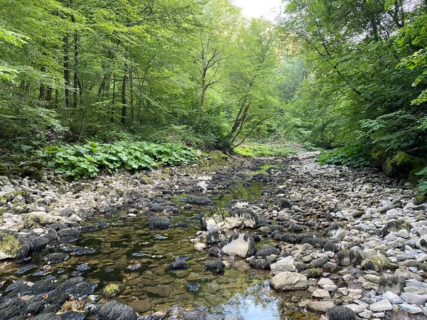 Kupica Nehri 'nin akışı, Karst Dağı pınarının tam altında (Tok rijeke Kupice neposredno pod goranskim krskim vrelom, Mala Lesnica - Gorski kotar, Hrvatska)
