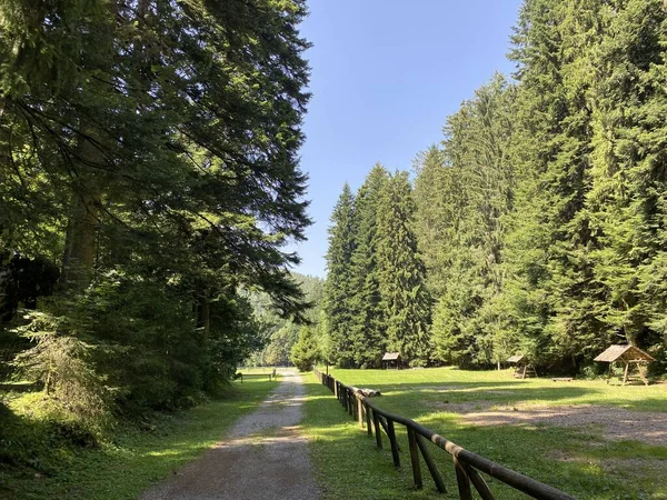 Golubinjak Forest Park Mountainous Region Gorski Kotar Sleme Croatia Park — Photo