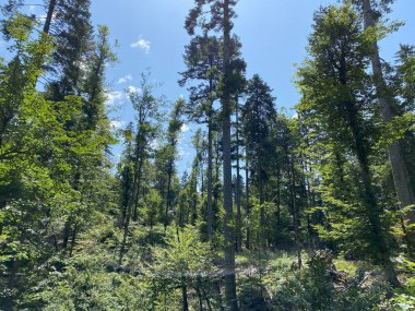 Mixed mountain forest in the area of Golubinjak forest park in Gorski kotar - Sleme, Croatia (Mijesana goranska suma na prostoru park sume Golubinjak u Gorskom kotaru - Sleme, Hrvatska)