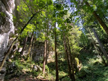 Mixed mountain forest in the area of Golubinjak forest park in Gorski kotar - Sleme, Croatia (Mijesana goranska suma na prostoru park sume Golubinjak u Gorskom kotaru - Sleme, Hrvatska)