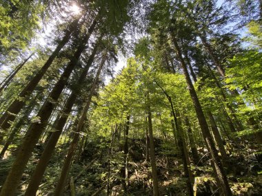Mixed mountain forest in the area of Golubinjak forest park in Gorski kotar - Sleme, Croatia (Mijesana goranska suma na prostoru park sume Golubinjak u Gorskom kotaru - Sleme, Hrvatska)