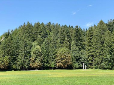 Mixed mountain forest in the area of Golubinjak forest park in Gorski kotar - Sleme, Croatia (Mijesana goranska suma na prostoru park sume Golubinjak u Gorskom kotaru - Sleme, Hrvatska)