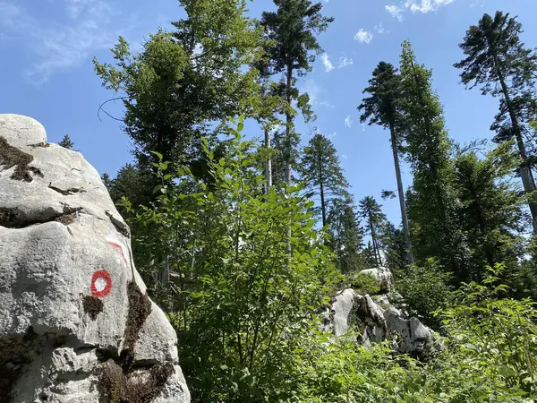 Mixed Mountain Forest Area Golubinjak Forest Park Gorski Kotar Sleme — Fotografia de Stock