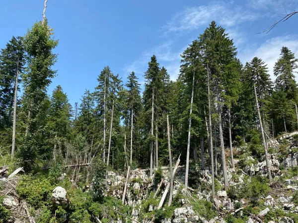 Bosque Mixto Montaña Zona Del Parque Forestal Golubinjak Gorski Kotar — Foto de Stock