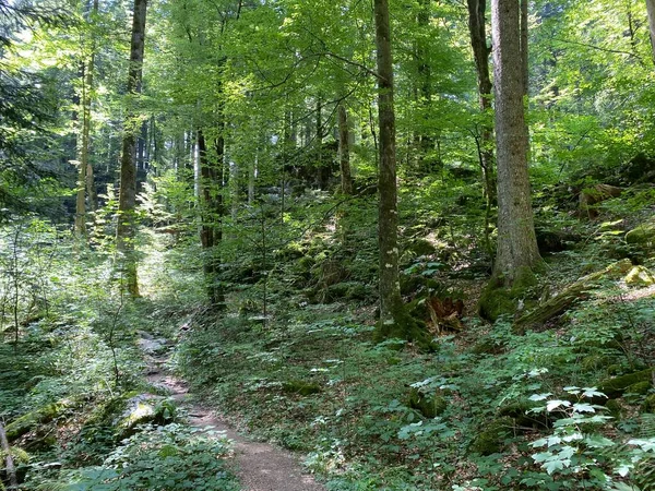 Mixed Mountain Forest Area Golubinjak Forest Park Gorski Kotar Sleme — Stockfoto