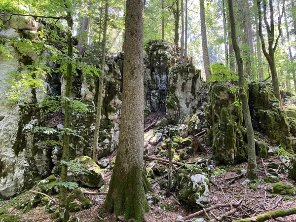 Mixed Mountain Forest Area Golubinjak Forest Park Gorski Kotar Sleme — Fotografia de Stock