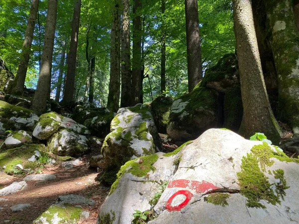 Marked Tourist Hiking Trail Golubinjak Forest Park Cave Trail Gorski — Fotografia de Stock