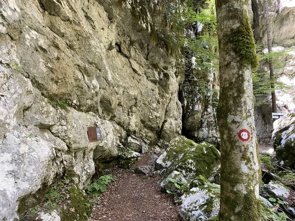 Marked Tourist Hiking Trail Golubinjak Forest Park Cave Trail Gorski — Photo