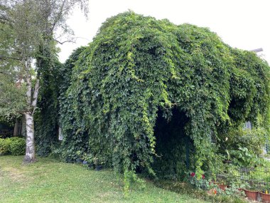 The Zagreb Botanical Garden or Botanical Garden of Faculty of Science - Zagreb, Croatia (Botanicki vrt grada Zagreba ili Botanicki vrt Prirodoslovno-matematickog fakulteta Sveucilista u Zagrebu)