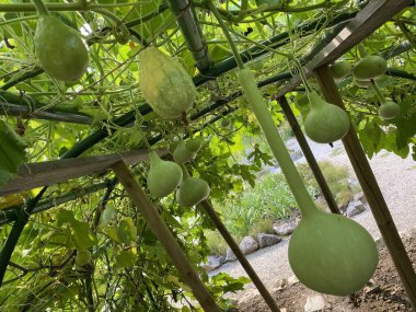 Various types of zucchini in the Botanical Garden of the City of Zagreb, Croatia (Razne vrste tikvica u botanickom vrtu grada Zagreba, Hrvatska)