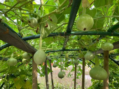 Various types of zucchini in the Botanical Garden of the City of Zagreb, Croatia (Razne vrste tikvica u botanickom vrtu grada Zagreba, Hrvatska)
