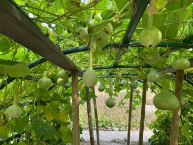 Various types of zucchini in the Botanical Garden of the City of Zagreb, Croatia (Razne vrste tikvica u botanickom vrtu grada Zagreba, Hrvatska)