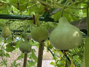 Various types of zucchini in the Botanical Garden of the City of Zagreb, Croatia (Razne vrste tikvica u botanickom vrtu grada Zagreba, Hrvatska)