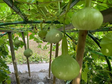 Various types of zucchini in the Botanical Garden of the City of Zagreb, Croatia (Razne vrste tikvica u botanickom vrtu grada Zagreba, Hrvatska)