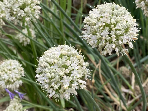 Onion Allium Cepa Bulb Onion Common Onion Zwiebel Bolle Foelle — Foto Stock