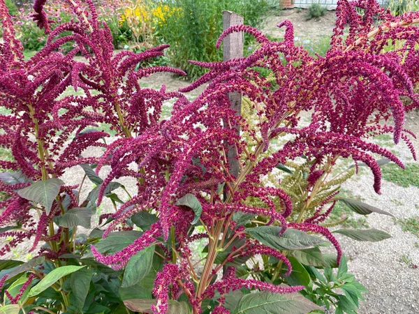 Amaranthus Cruentus Velvet Curtains Purple Amaranth Red Amaranth Prince Feather — стоковое фото