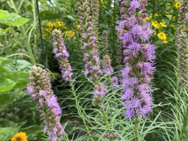 Pinkscale gayfeather (Liatris elegans) Pinkscale blazingstar, Elegant blazingstar, Elegante Prachtscharte, Sand-Prachtscharte, Liatride a epis, Plume du Kansas or Snakeroot