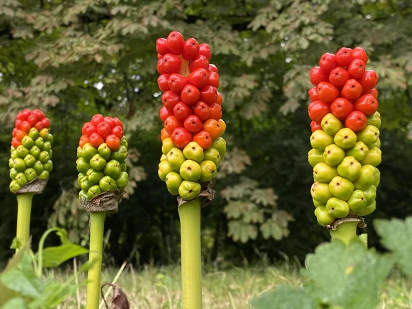 Italian arum (Arum italicum), Italian lords-and-ladies, der Italienische Aronstab, il gigaro chiaro, Primorski ili talijanski kozlac, Veliki kozlac - The Zagreb Botanical Garden, Croatia