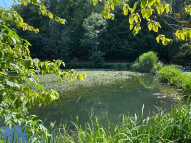 Park ormanlarındaki yapay göller Jankovac - Papuk doğa parkı, Hırvatistan (Umjetna jezera u Park sumi Jankovac - Park, Papuk, Hrvatska)