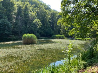 Park ormanlarındaki yapay göller Jankovac - Papuk doğa parkı, Hırvatistan (Umjetna jezera u Park sumi Jankovac - Park, Papuk, Hrvatska)