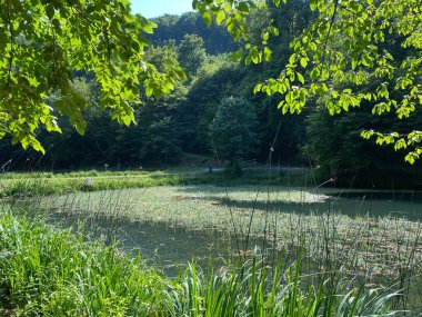 Park ormanlarındaki yapay göller Jankovac - Papuk doğa parkı, Hırvatistan (Umjetna jezera u Park sumi Jankovac - Park, Papuk, Hrvatska)