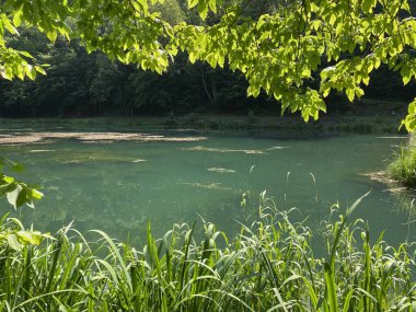 Park ormanlarındaki yapay göller Jankovac - Papuk doğa parkı, Hırvatistan (Umjetna jezera u Park sumi Jankovac - Park, Papuk, Hrvatska)