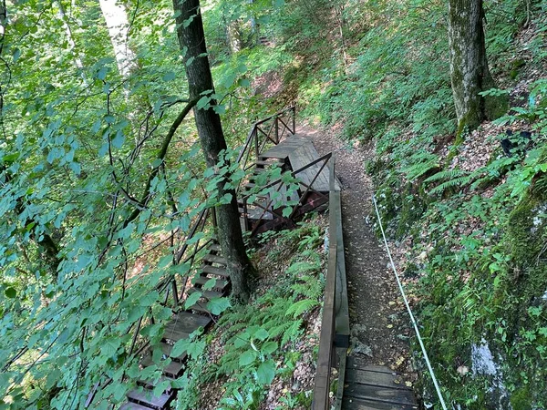 Sentieri Piedi Trekking Nel Parco Forestale Jankovac Sentiero Didattico Del — Foto Stock