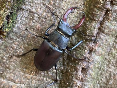 Jankovac orman parkında Avrupa geyik böceği (Lucanus cervus), der Hirschkaefer, Cerf-volant, Cervo volante veya Obicni jelenak - Papuk Doğa Parkı, Hırvatistan