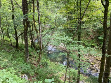 Gorski kotar - Vrbovsko, Hırvatistan 'daki küçük Kamacnik nehrinin korunan manzarası (Zasticeni krajolik rjecice i kanjona Kamacnik u Gorskom kotaru - Vrbovsko, Hrvatska)