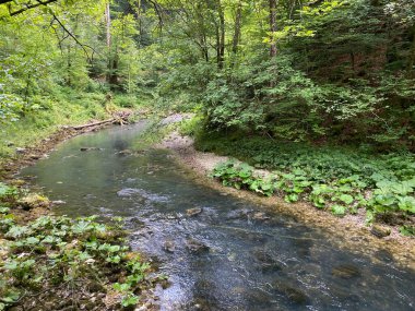 Gorski kotar - Vrbovsko, Hırvatistan 'daki küçük Kamacnik nehrinin koruma altındaki manzarası (Zasticeni krajolik rotası Kamacnik u Gorskom kotaru - Vrbovsko, Hrvatska)
