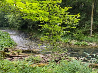 Gorski kotar - Vrbovsko, Hırvatistan 'daki küçük Kamacnik nehrinin koruma altındaki manzarası (Zasticeni krajolik rotası Kamacnik u Gorskom kotaru - Vrbovsko, Hrvatska)