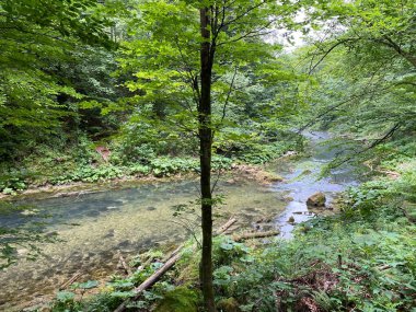 Gorski kotar - Vrbovsko, Hırvatistan 'daki küçük Kamacnik nehrinin koruma altındaki manzarası (Zasticeni krajolik rotası Kamacnik u Gorskom kotaru - Vrbovsko, Hrvatska)