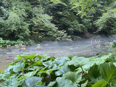 Gorski kotar - Vrbovsko, Hırvatistan 'daki küçük Kamacnik nehrinin koruma altındaki manzarası (Zasticeni krajolik rotası Kamacnik u Gorskom kotaru - Vrbovsko, Hrvatska)