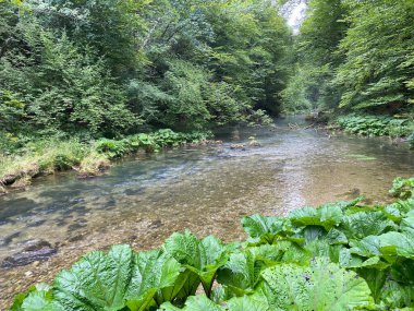 Gorski kotar - Vrbovsko, Hırvatistan 'daki küçük Kamacnik nehrinin koruma altındaki manzarası (Zasticeni krajolik rotası Kamacnik u Gorskom kotaru - Vrbovsko, Hrvatska)