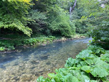 Gorski kotar - Vrbovsko, Hırvatistan 'daki küçük Kamacnik nehrinin koruma altındaki manzarası (Zasticeni krajolik rotası Kamacnik u Gorskom kotaru - Vrbovsko, Hrvatska)