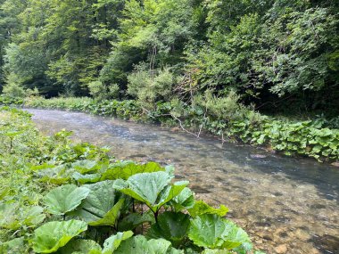 Gorski kotar - Vrbovsko, Hırvatistan 'daki küçük Kamacnik nehrinin koruma altındaki manzarası (Zasticeni krajolik rotası Kamacnik u Gorskom kotaru - Vrbovsko, Hrvatska)