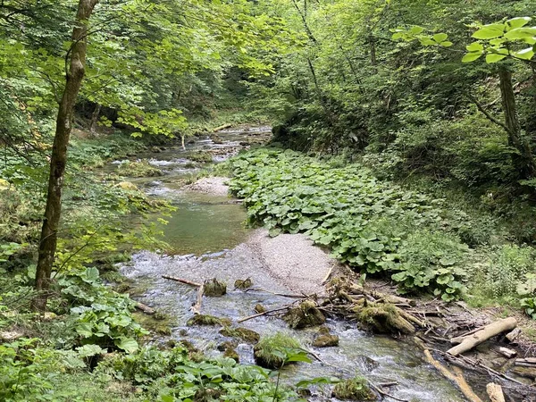 Paysage Protégé Petite Rivière Kamacnik Gorski Kotar Vrbovsko Croatie Zasticeni — Photo