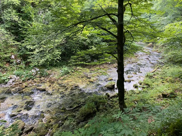 Προστατευόμενο Τοπίο Του Μικρού Ποταμού Kamacnik Στο Gorski Kotar Vrbovsko — Φωτογραφία Αρχείου