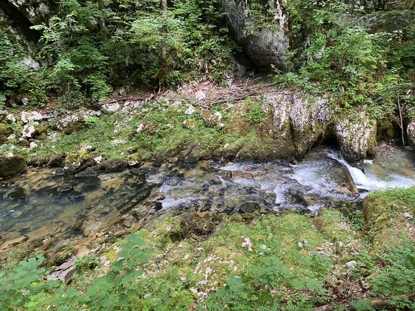 Chroniony Krajobraz Małej Rzeki Kamacnik Gorskim Kotarze Vrbovsko Chorwacja Zasticeni — Zdjęcie stockowe