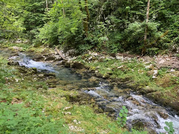 ゴルスキ コタルの小さな川の保護された風景 クロアチア ヴルボフスコ Zaziceni Krajolik Rjecice Kanjona Kamacnik Gorskom — ストック写真