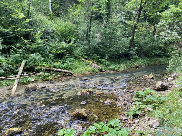 ゴルスキ コタルの小さな川の保護された風景 クロアチア ヴルボフスコ Zaziceni Krajolik Rjecice Kamacnik Gorskom Kotaru — ストック写真